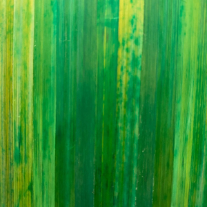 paille de seigle couleur citron vert