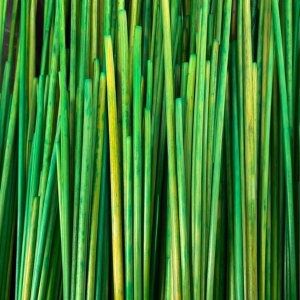 Paille de seigle couleur Citron vert