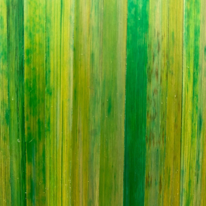 paille de seigle vert jaune