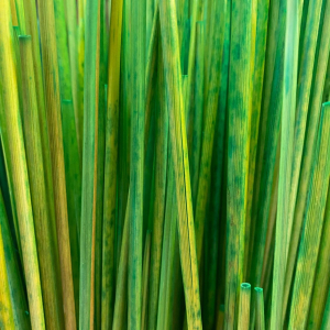 Paille de seigle Vert jaune