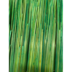 Paille de seigle Vert jaune