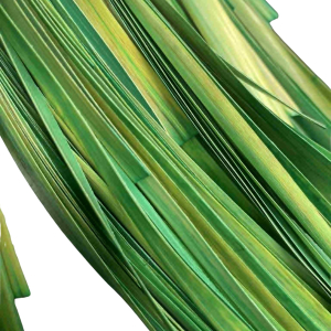 paille de seigle aplanie   vert jaune   10 gr